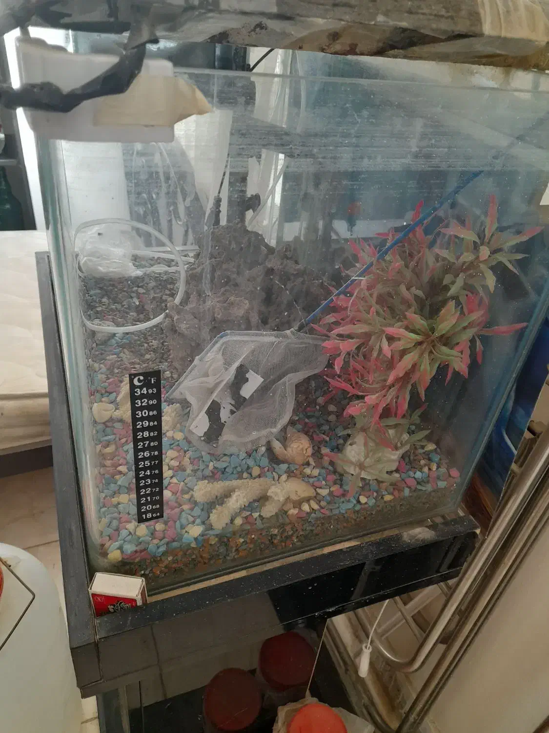 اکواریوم شیشه خم شرکتی|ماهی|پرند, فاز ۶|دیوار