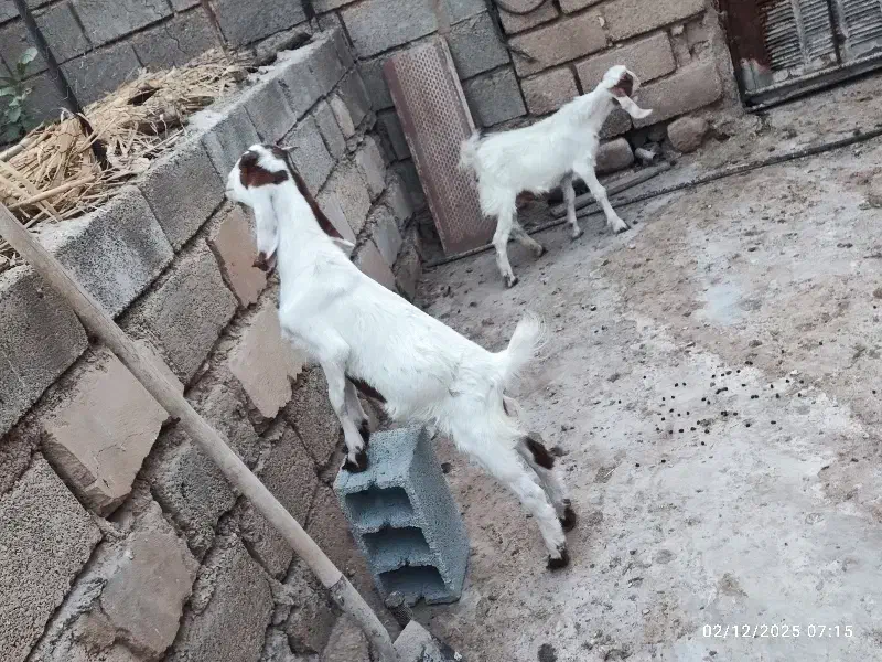 کهره دوقلو افغانی گلابی بلدرچین گوشتی سلطان آباد|حیوانات مزرعه|رامهرمز, |دیوار