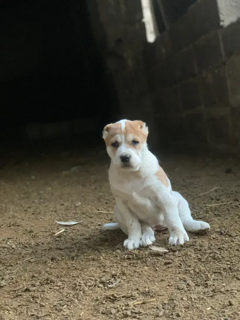 واگذاری سگ الابای|سگ|گنبد کاووس, |دیوار