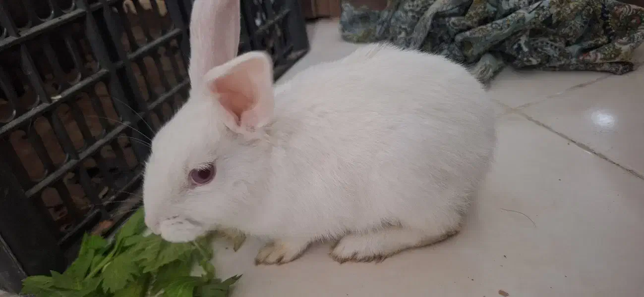 خرگوش نر سفیدو چشم قرمز،باهوش|موش و خرگوش|مشهد, چهارچشمه|دیوار