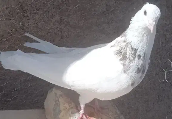 کفتر طوقی|پرنده|مبارکه, |دیوار