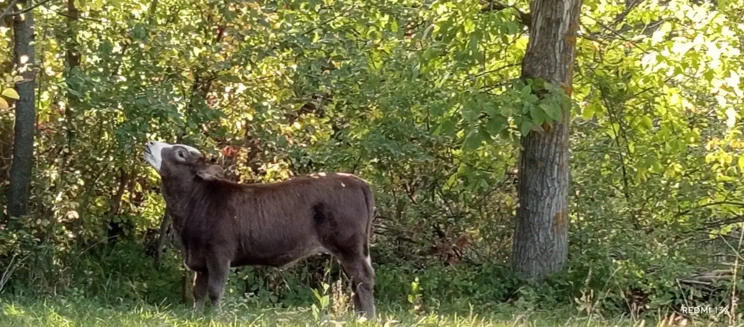 گاو همراه گوساله|حیوانات مزرعه|شاهرود (اردبیل), |دیوار