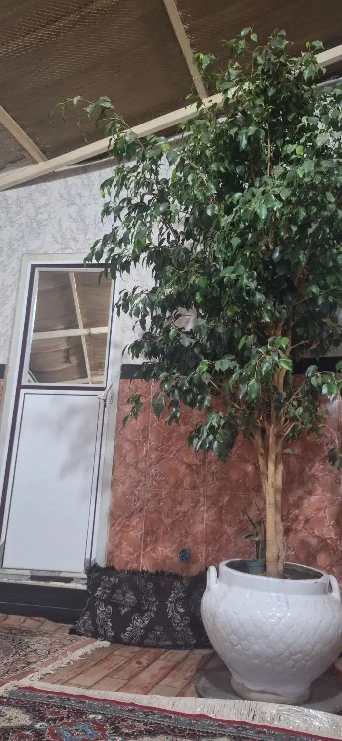 گل طبیعی بنجیامین|گل و گیاه طبیعی|نقده, |دیوار