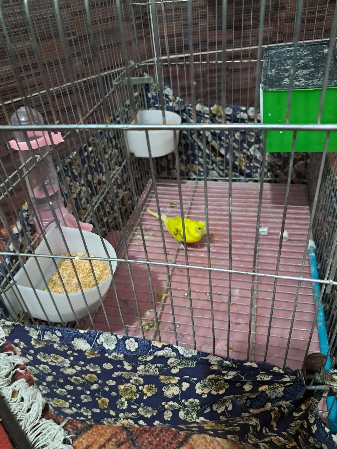 یک جفت مرغ عشق فروش و معاوضه|پرنده|اردبیل, |دیوار