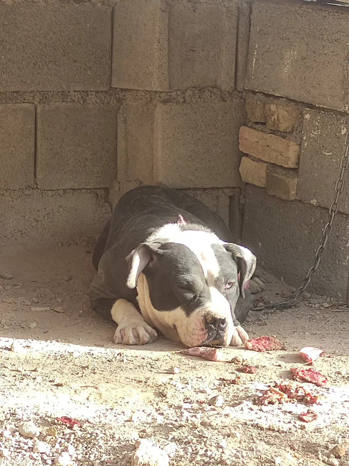 سگ پیتبول|سگ|بروجن, |دیوار