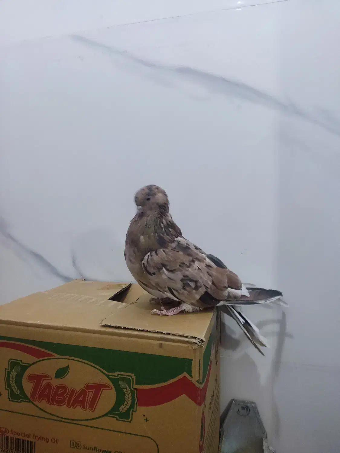 با سلام دوتا ماده سرور و یک نر زاغ آهنی درجه یک|پرنده|پردیس, فاز ۸|دیوار