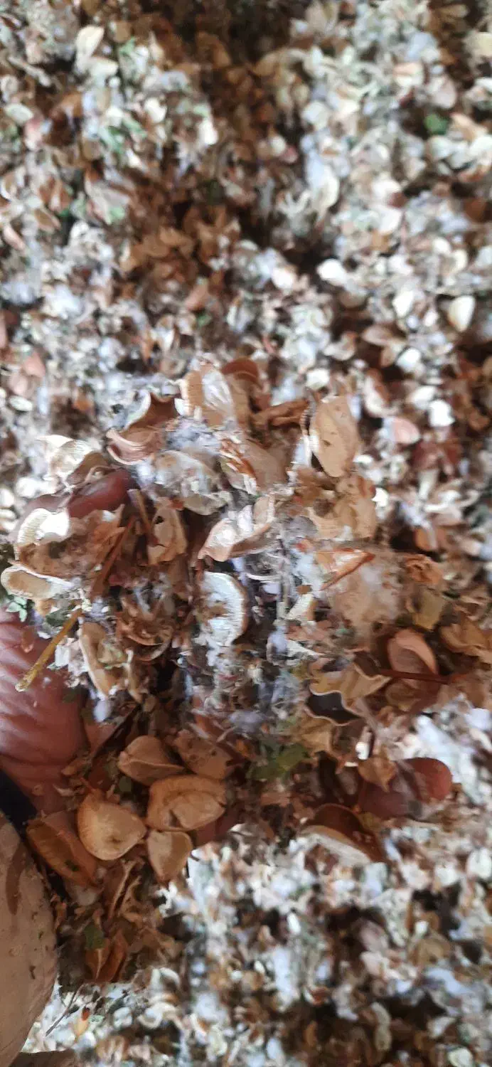 یونجه کوبیده،کاه گندم|لوازم جانبی حیوانات|نیشابور, فردوسی جنوبی|دیوار