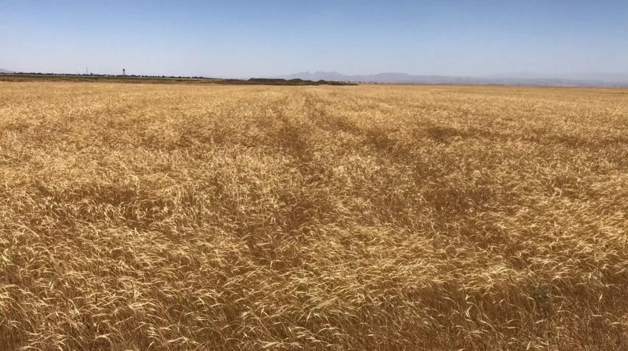 اجاره ۱۰۲ هکتار زمین کشاورزی جهت دیم|اجارهٔ دفتر صنعتی، کشاورزی، تجاری|فامنین, |دیوار