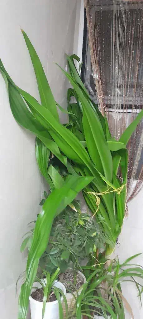 گل طبیعی آپارتمانی قد دومتر|گل و گیاه طبیعی|اصفهان, چرخاب|دیوار