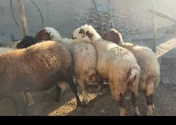 میش. گوسفند|حیوانات مزرعه|پاپی, |دیوار