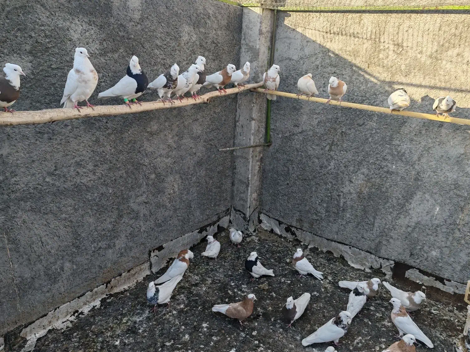 فروش 10جفت طوقی|پرنده|مبارکه, |دیوار