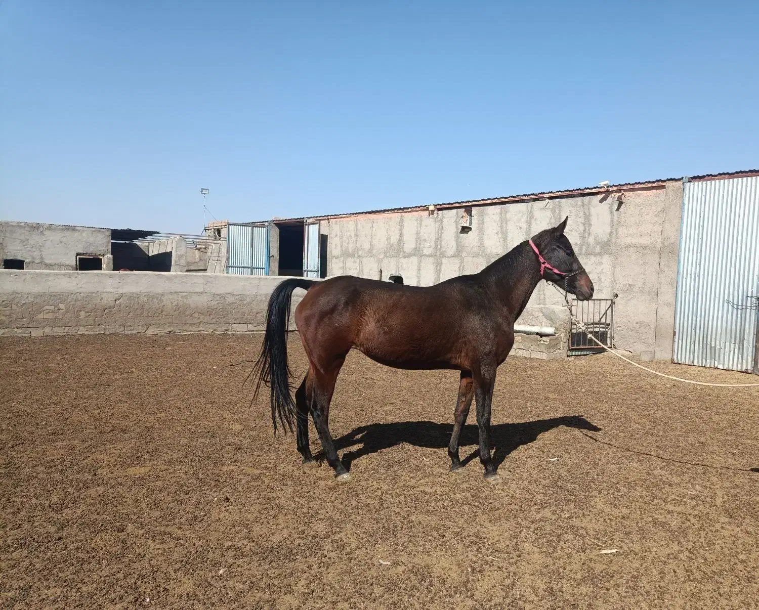 اسب|اسب و تجهیزات اسبسواری|سبزوار, شهرک ابوذر|دیوار