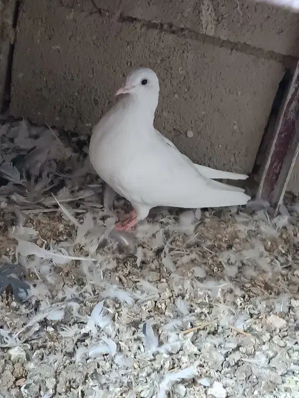 کفتر سفید نر|پرنده|دهاقان, |دیوار