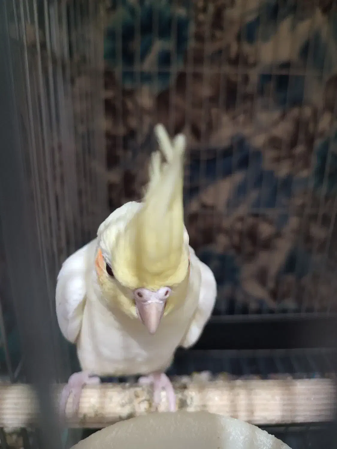 عروس هلندی مولد با جوجه هاش|پرنده|کرج, خرمدشت|دیوار