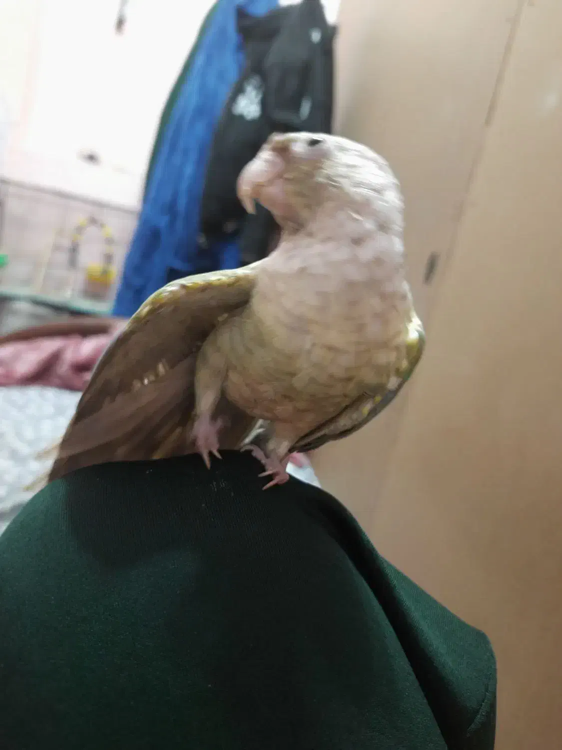 طوطی گرینچیک پایین اپل|پرنده|نجف‌آباد, الله اکبر|دیوار