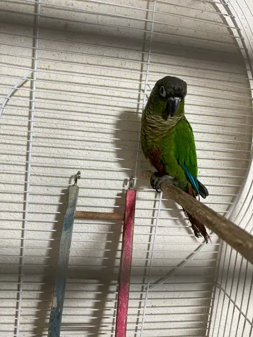 گیرینچیک و مرغ عشق ماده و فنج نر|پرنده|نمین, |دیوار