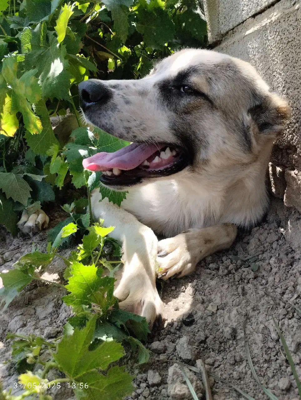 سگ نگهبان|سگ|آزادشهر, |دیوار