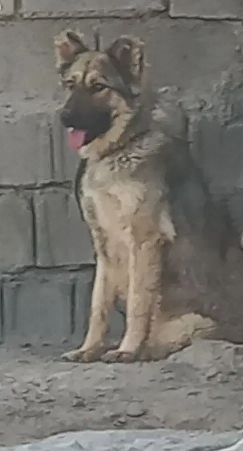 سگ شکاری|سگ|جهرم, |دیوار