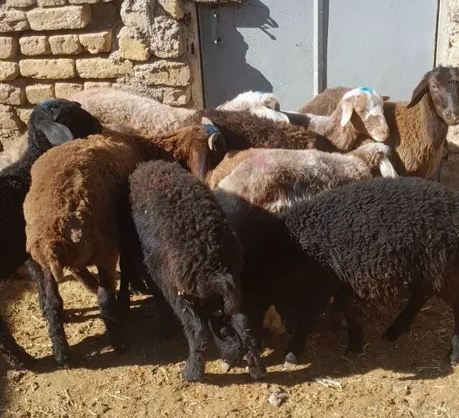 ۱۱ راس بره|حیوانات مزرعه|زنجان, |دیوار