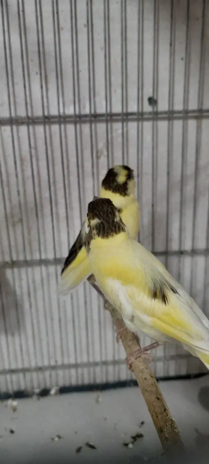 قناری|پرنده|قم, نیروگاه|دیوار