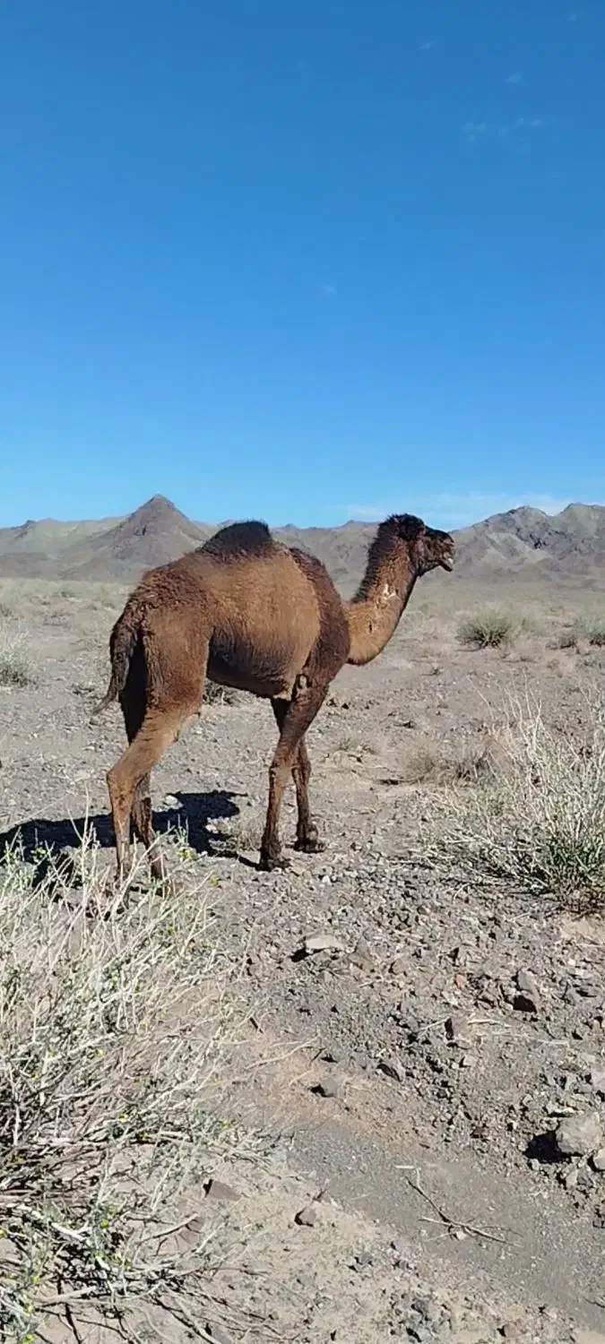 شتر|حیوانات مزرعه|خوسف, |دیوار