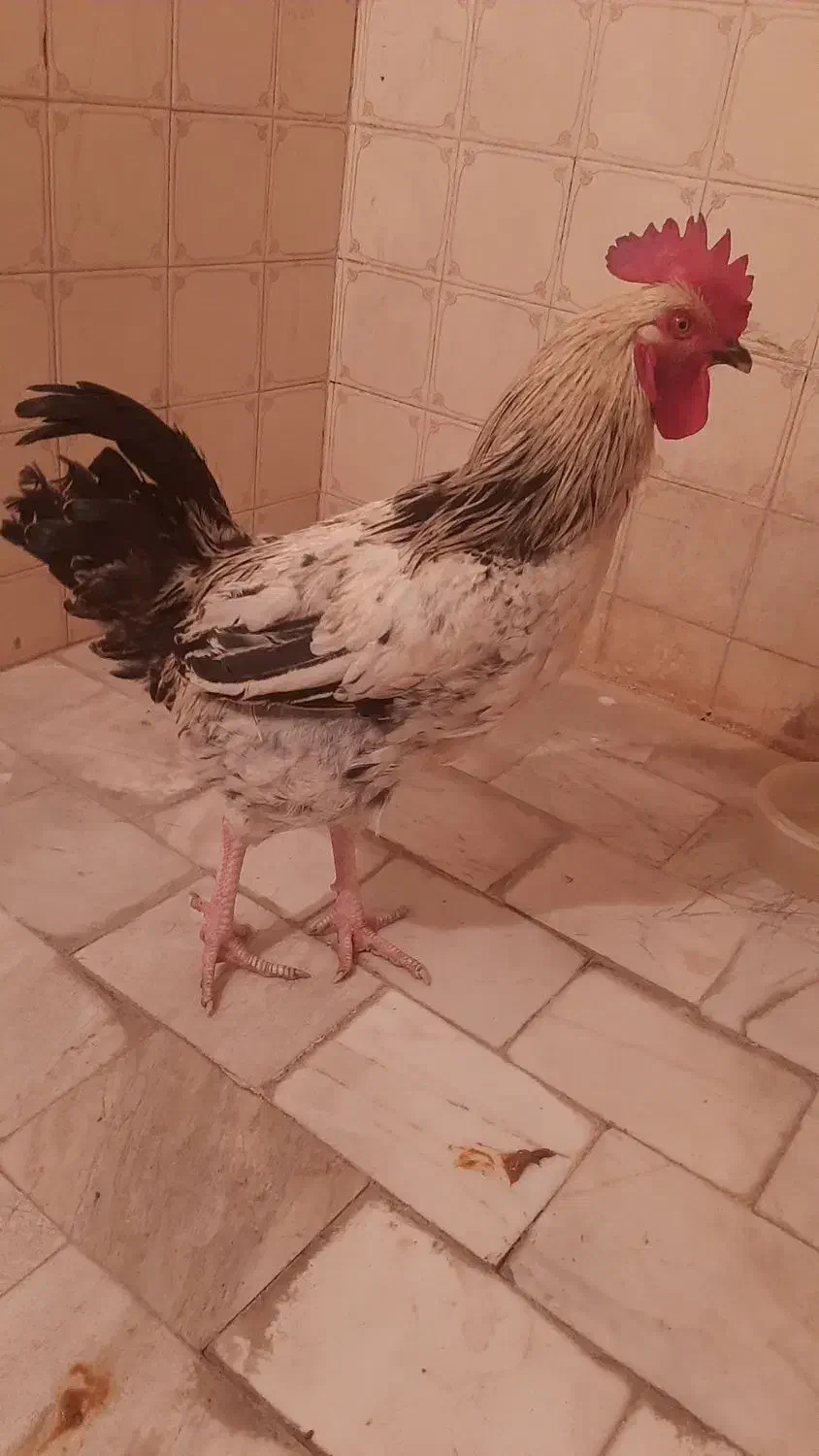 خروس جوان ، خوش هیکل|حیوانات مزرعه|تهران, جیحون|دیوار