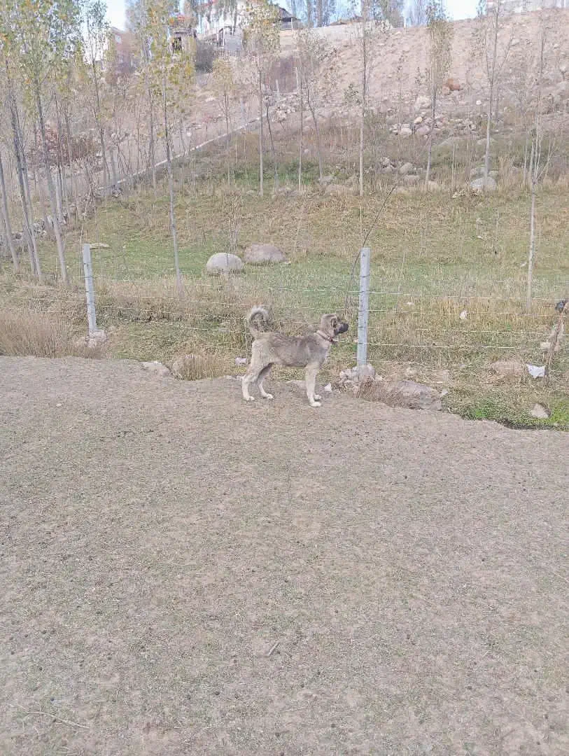 توله سرابی 3ماهه ماده 3میلیون|سگ|سرعین, |دیوار