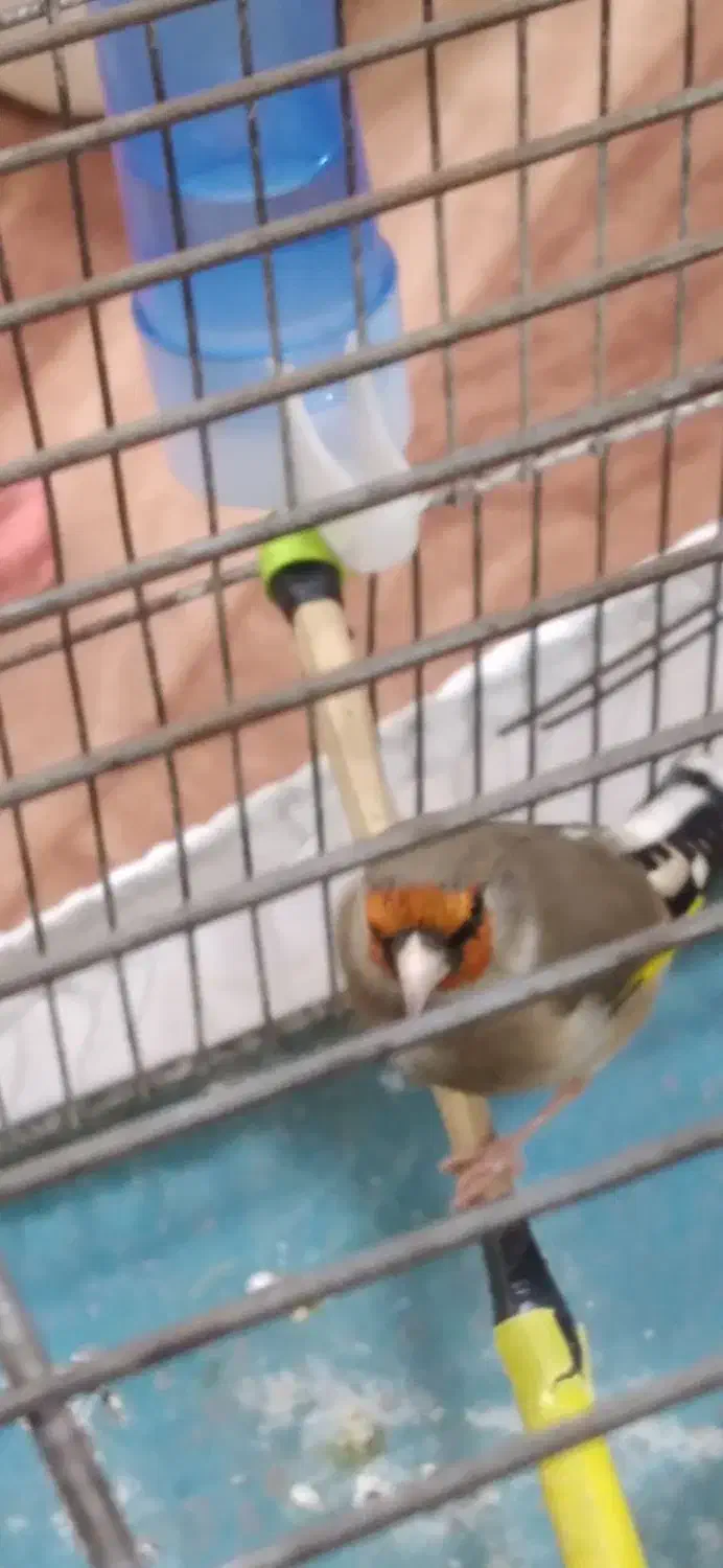 پرنده|پرنده|سنندج, |دیوار