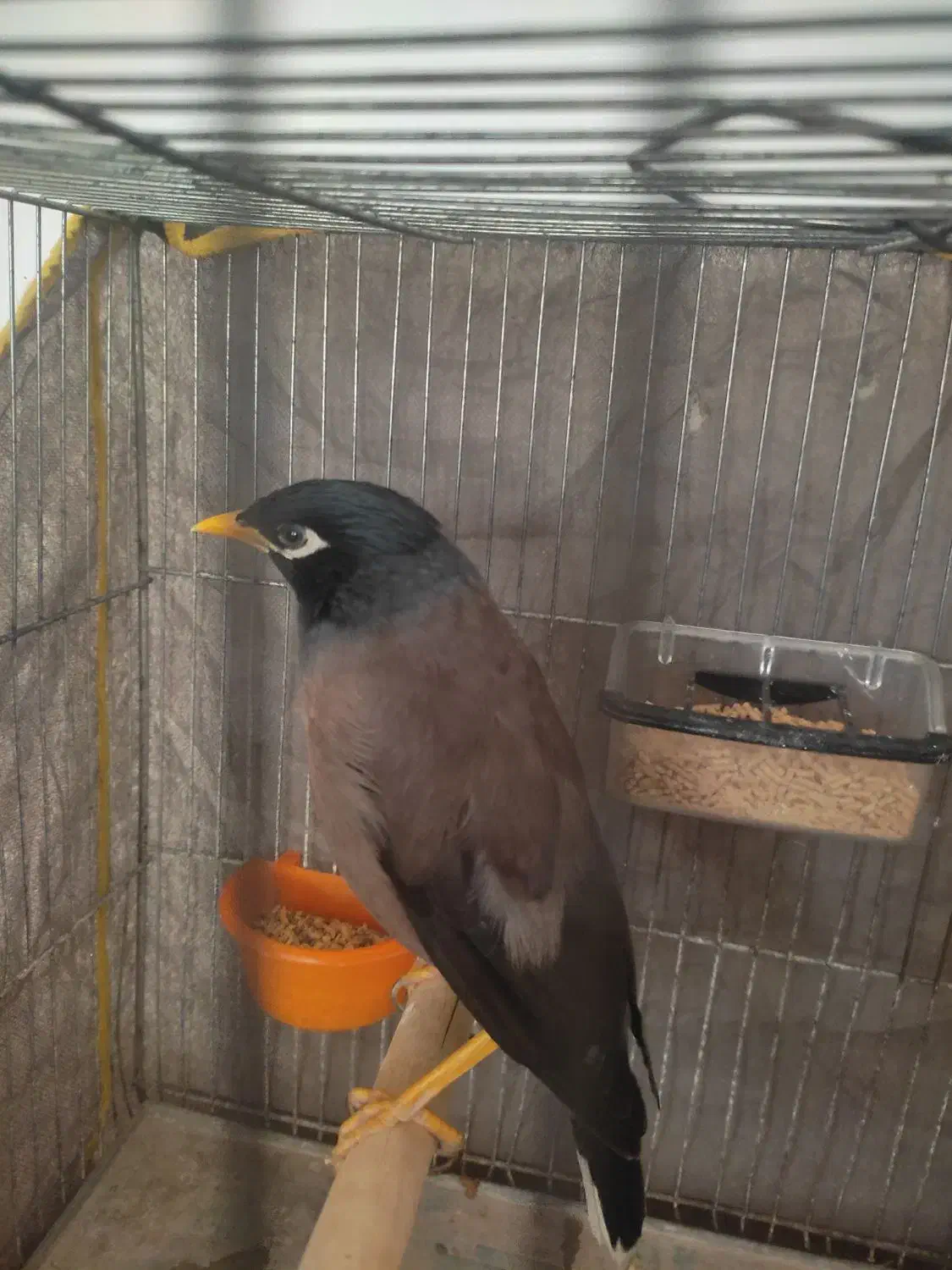 میناسخنگو|پرنده|مشهد, امیریه|دیوار