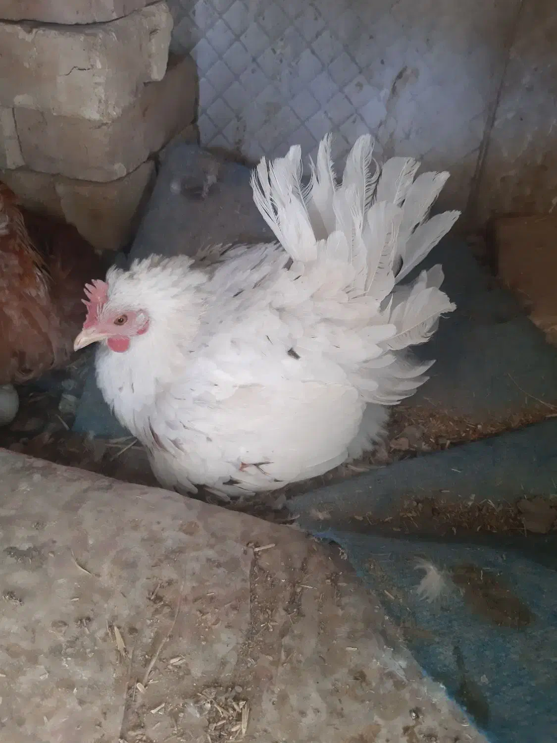 مرغ گلین|حیوانات مزرعه|سمیرم, |دیوار