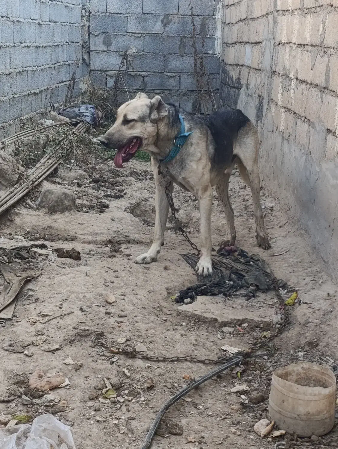 اصلاندوز|سگ|اصلاندوز, |دیوار