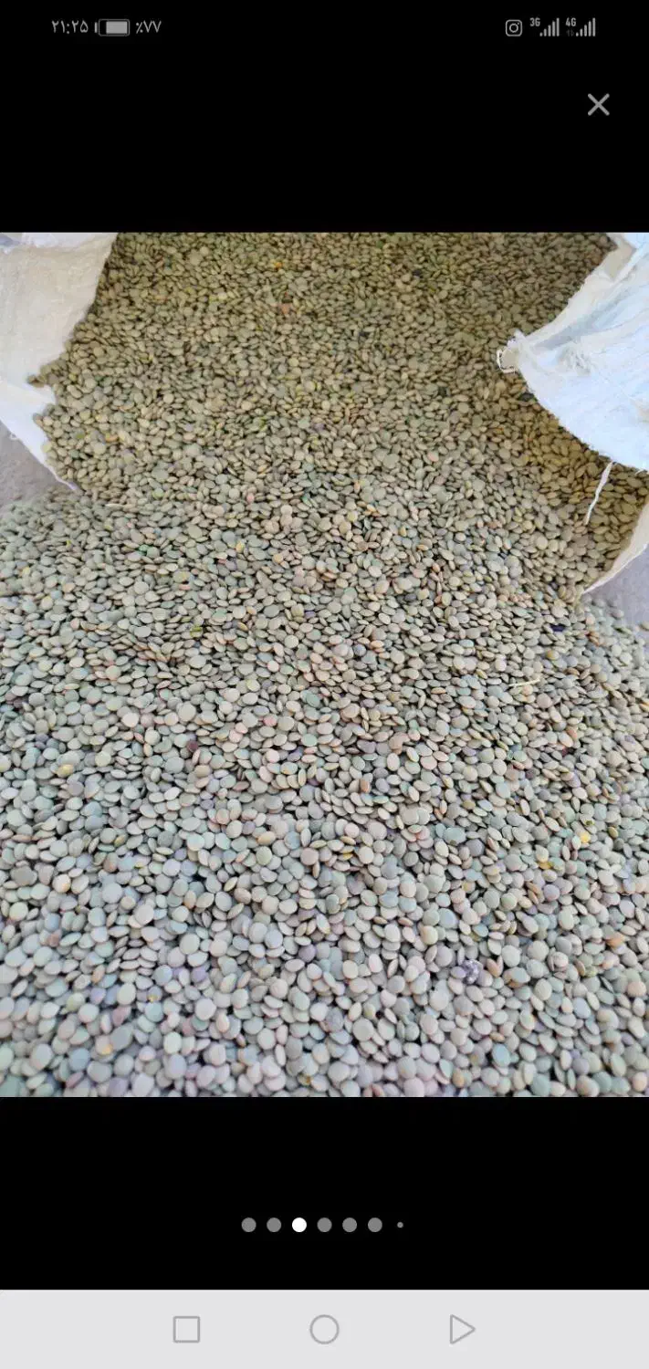 عدس فروشی|عمدهفروشی|قیدار, |دیوار