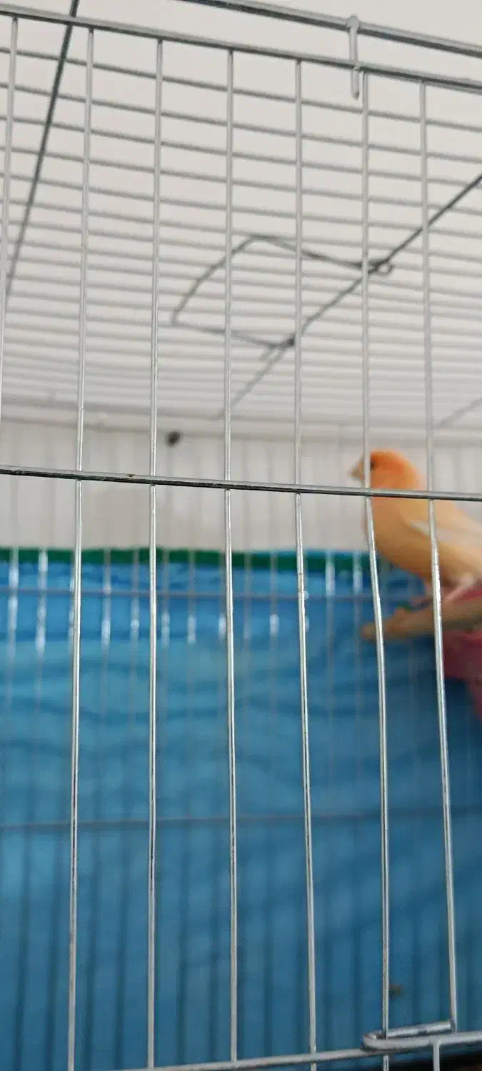 قناری|پرنده|کرمان, |دیوار