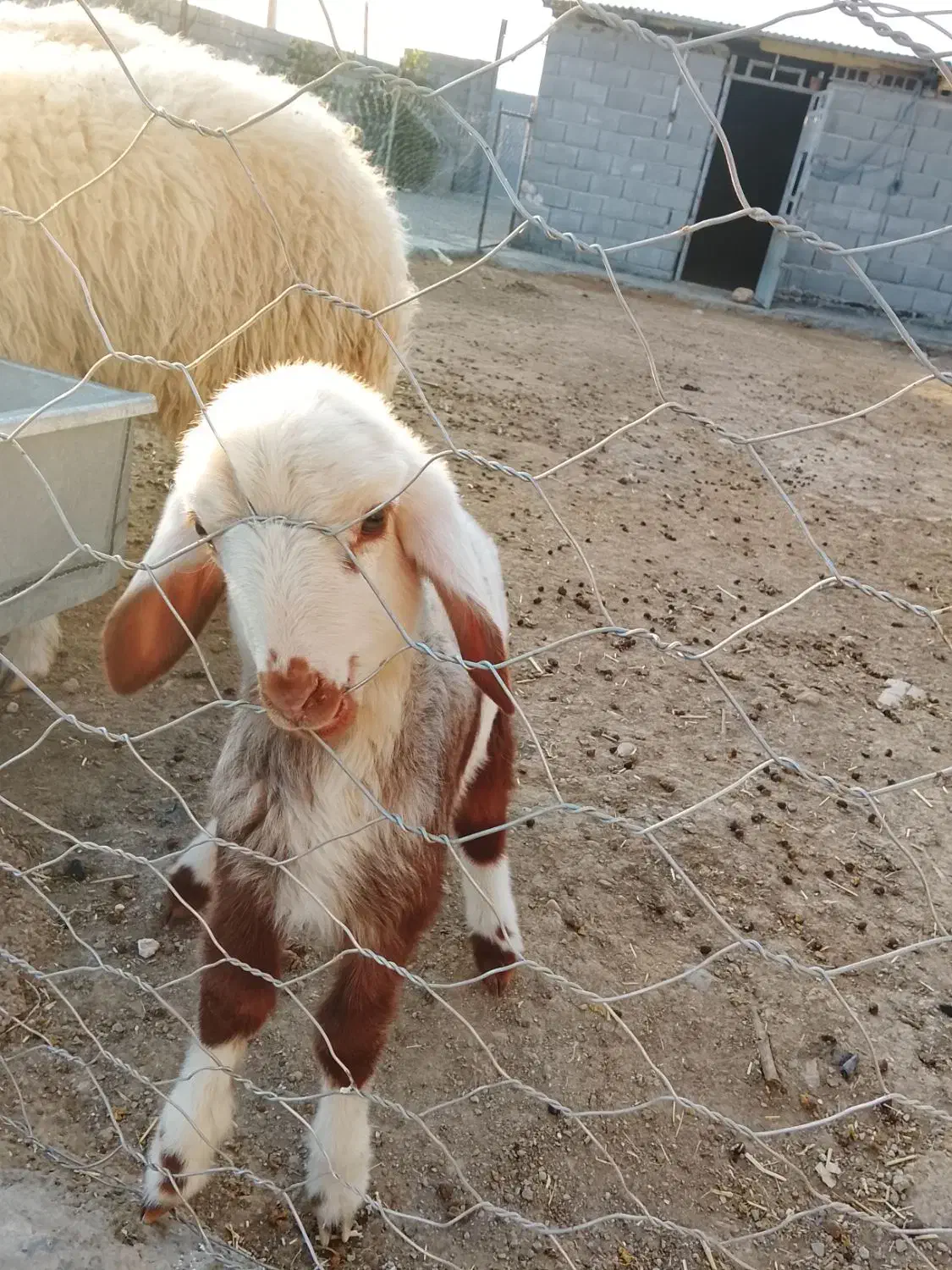 بره|حیوانات مزرعه|ازگله, |دیوار