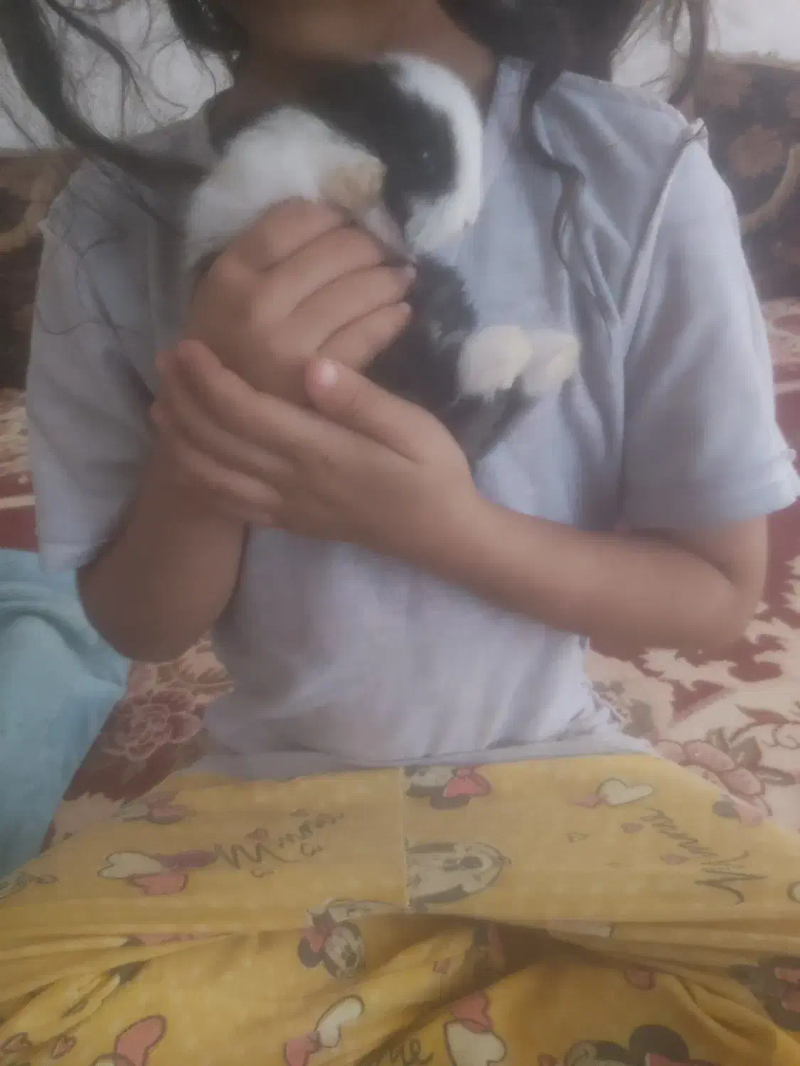 خرگوش|موش و خرگوش|بوشهر, |دیوار