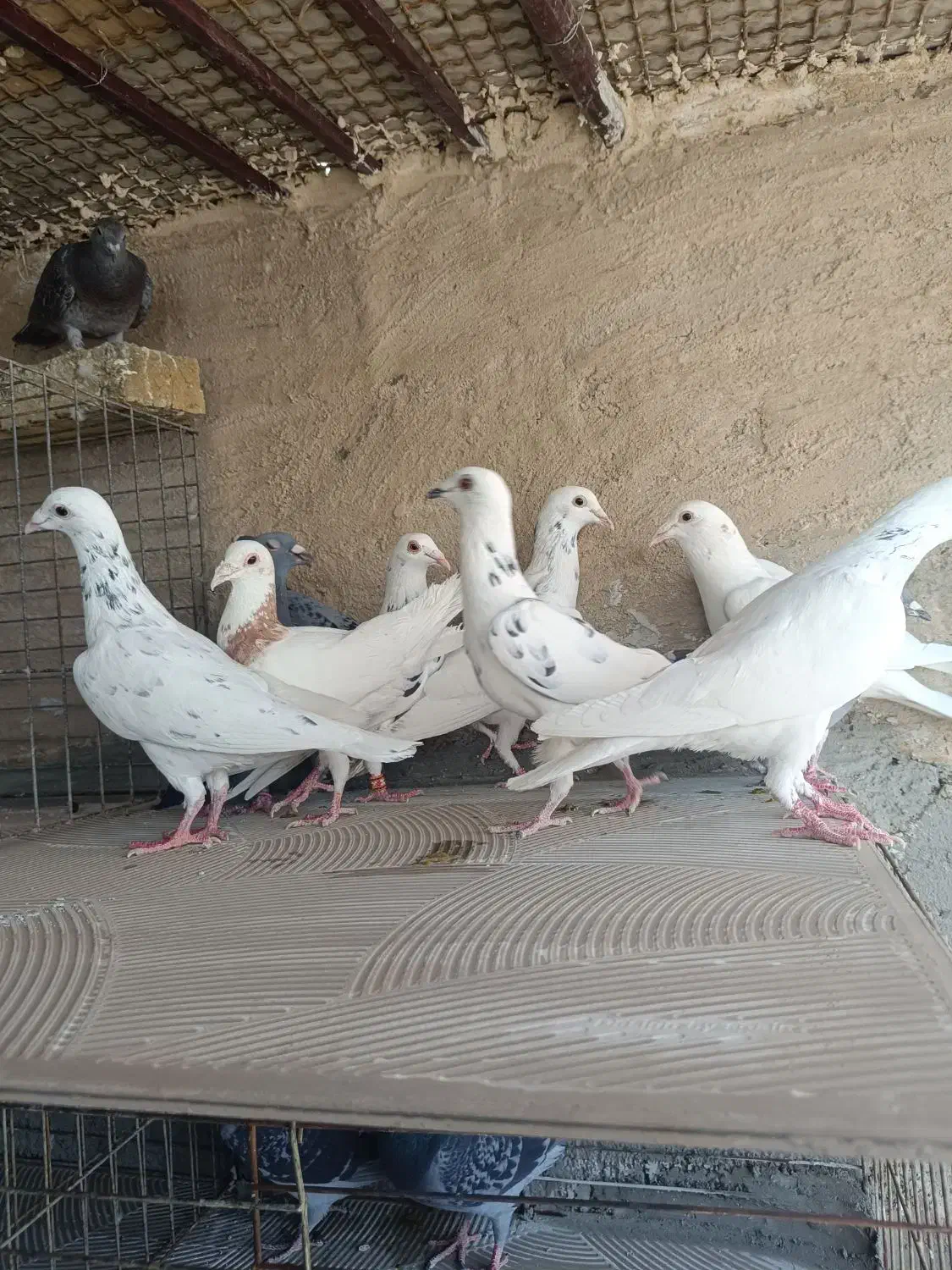 کبوتر پلاکی|پرنده|یزد, |دیوار