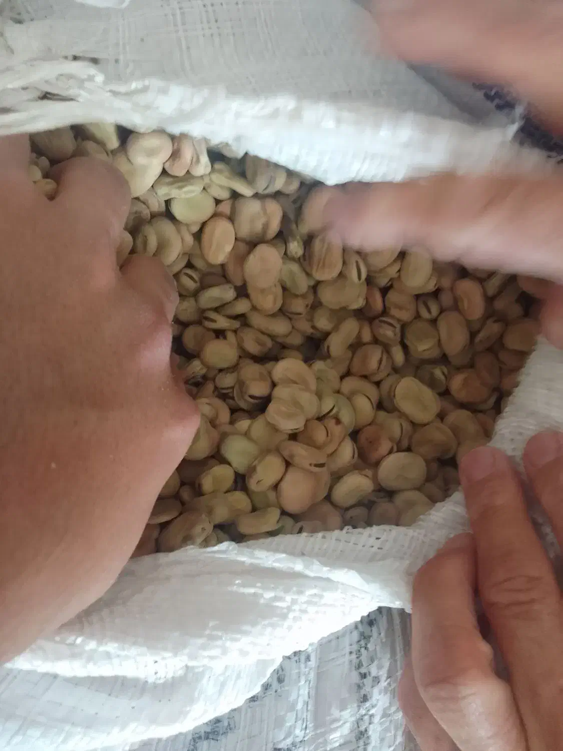 باقلا تازه|عمده‌فروشی|فسا, |دیوار