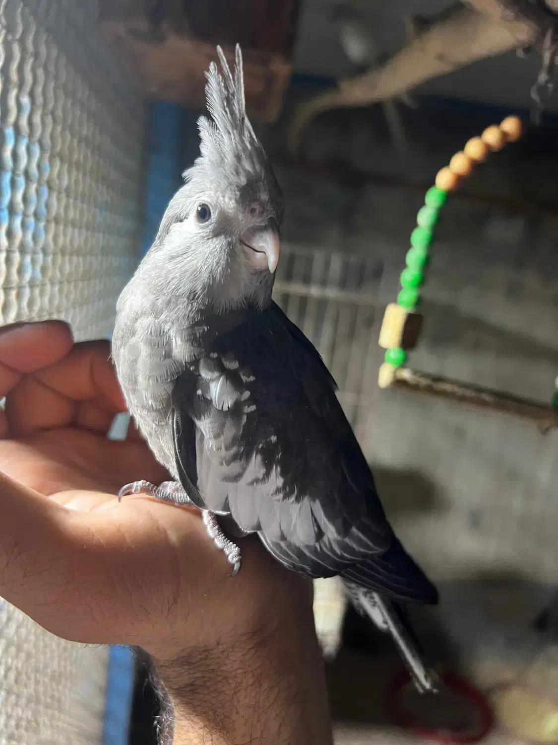 فروش عروس هلندی وات فیس و لوتینو|پرنده|بندرعباس, |دیوار