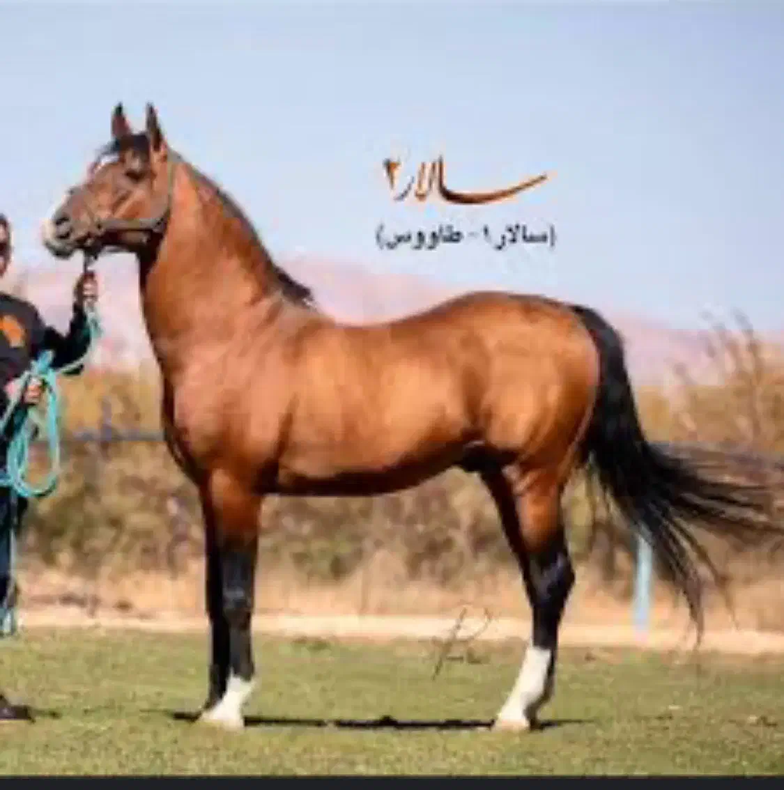 مادیان|اسب و تجهیزات اسبسواری|فرخشهر, |دیوار