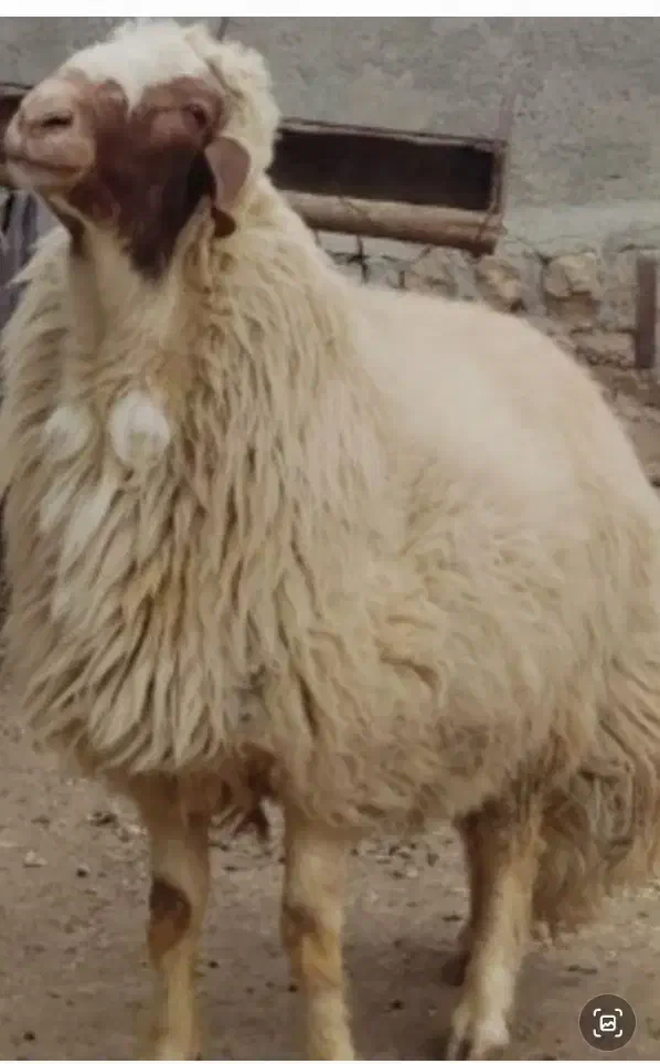 قوچ اصیل|حیوانات مزرعه|ایلام, |دیوار