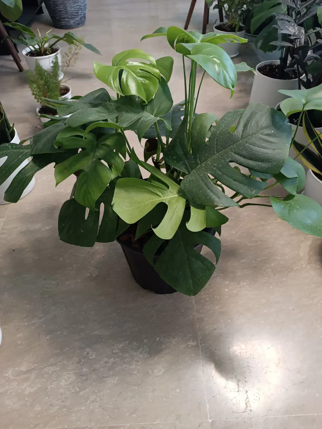 برگ انجیری|گل و گیاه طبیعی|تهران, صادقیه|دیوار