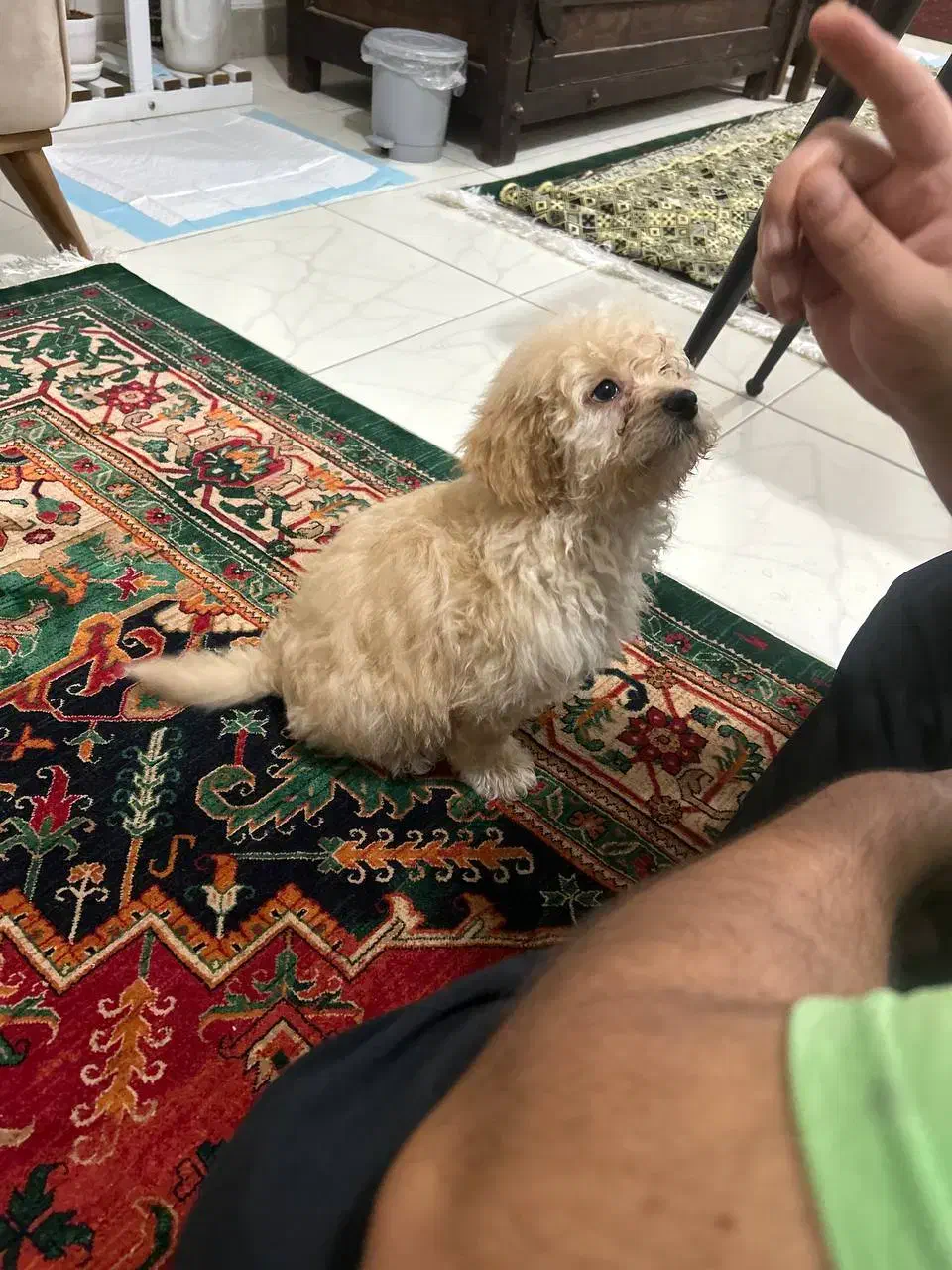 پودل مینیاتوری اپریکات ۳ ماهه|سگ|کرج, گوهردشت|دیوار