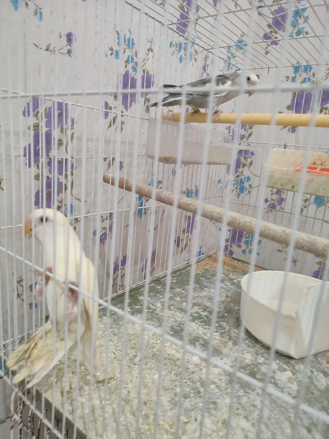 دوجفت پرنده|پرنده|شیروان (خراسان), |دیوار