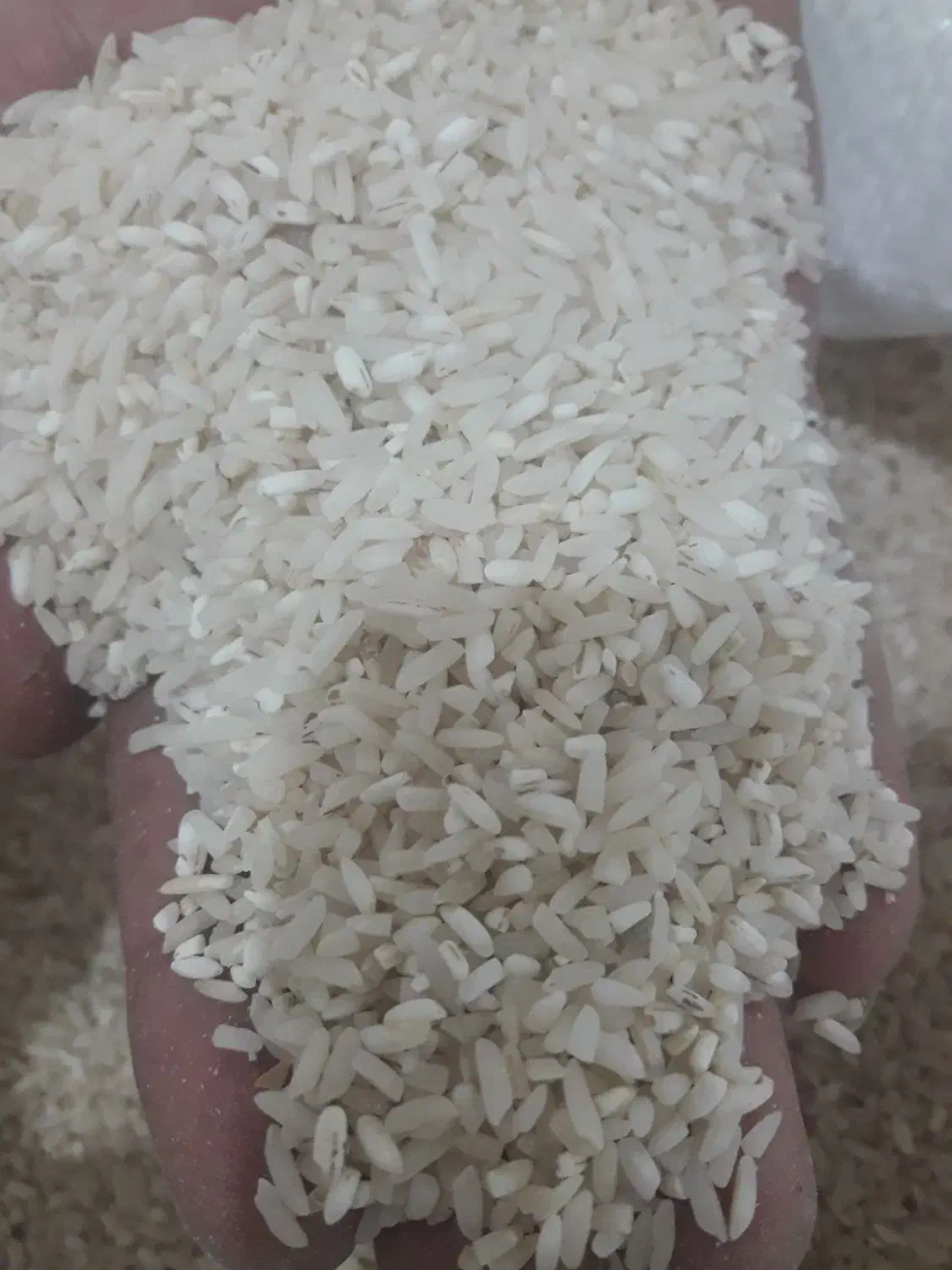 برنج طارم هاشمی|خوردنی و آشامیدنی|بابلسر, |دیوار