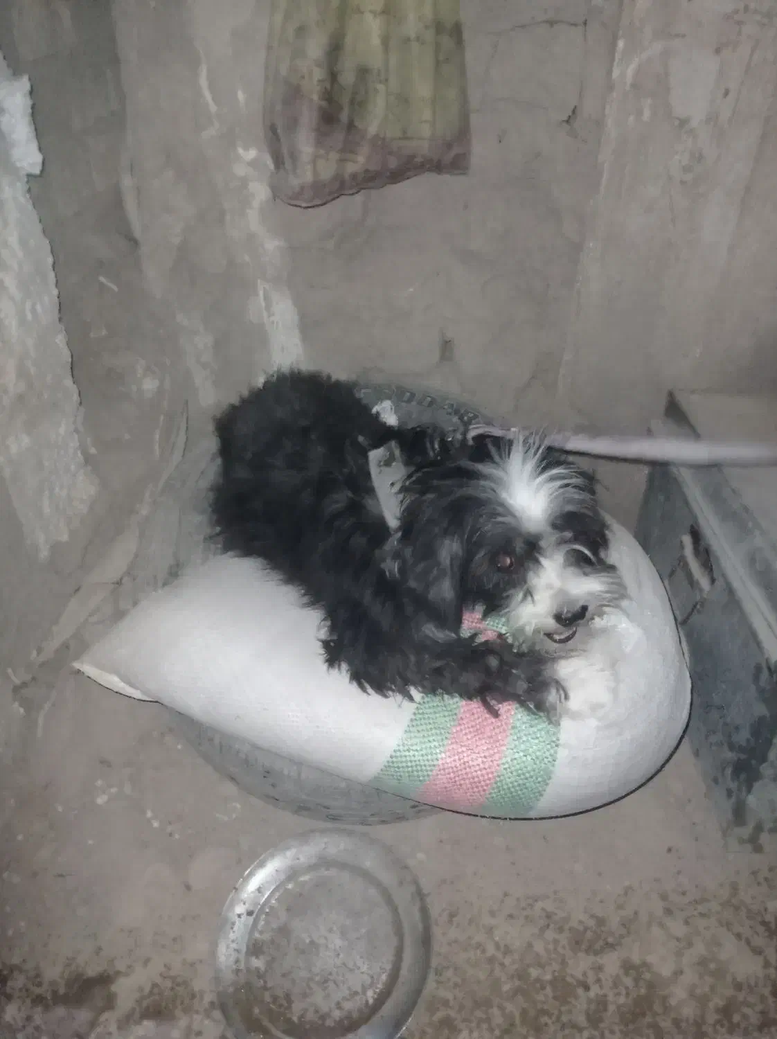 ماده باهوش|سگ|لامرد, |دیوار