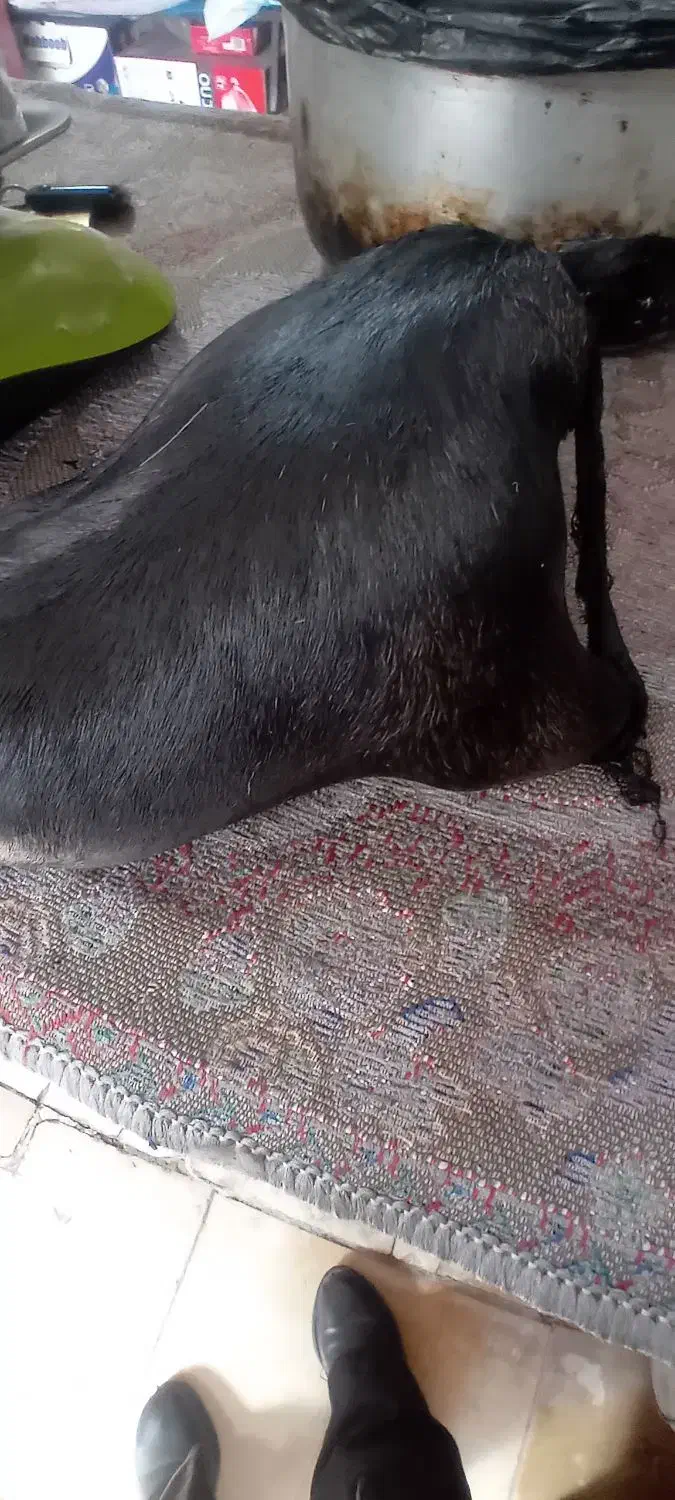 هیزه محلی|فروشگاه و مغازه|دورود, |دیوار