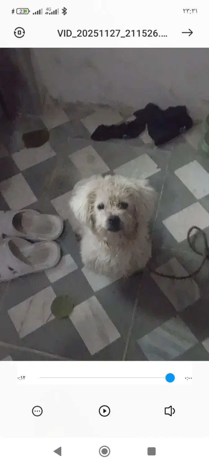 سگ شیتزو سفید کوچولو|سگ|قائمشهر, |دیوار