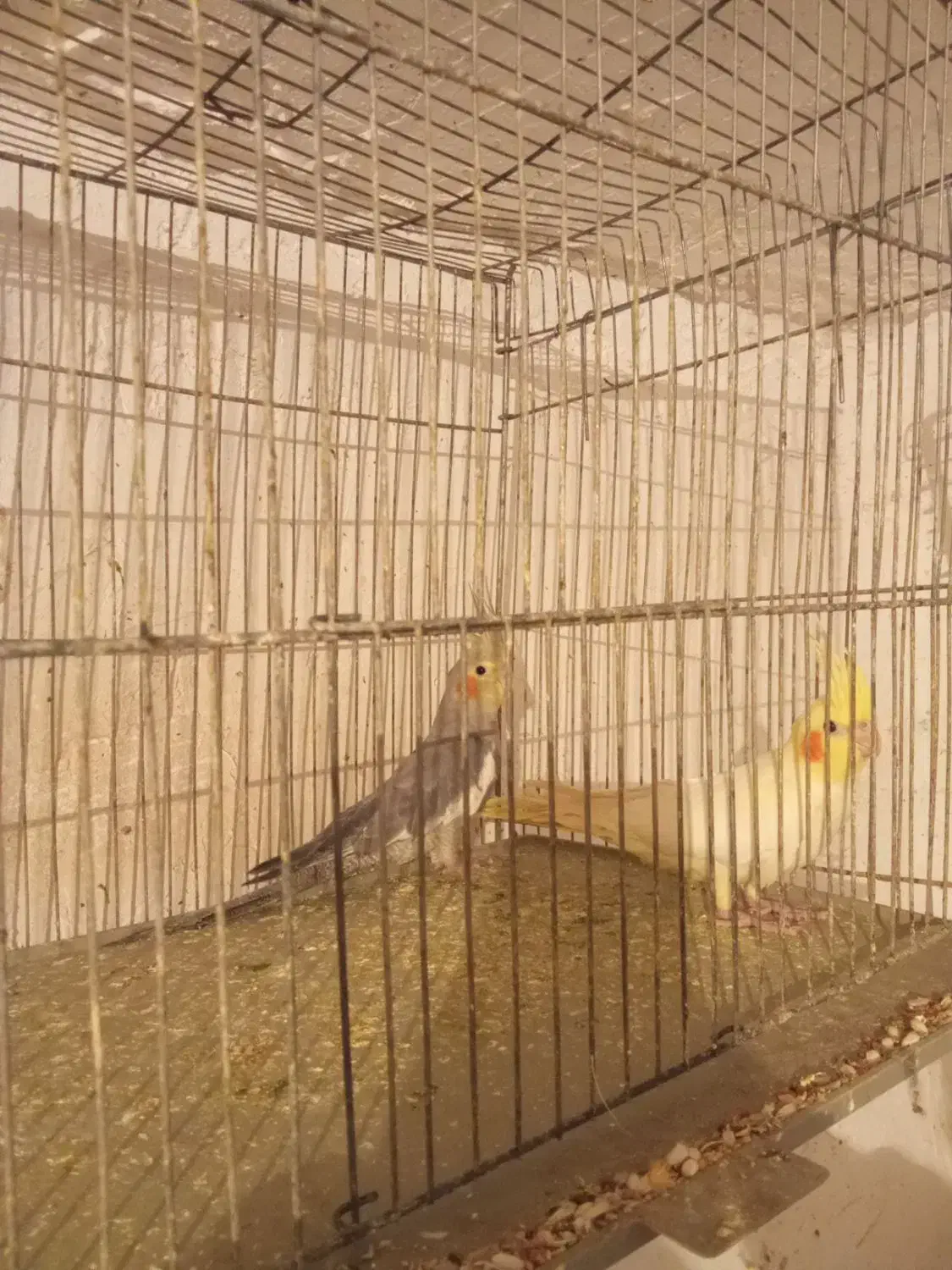 فروش هلندی معاوضه با سهره|پرنده|یاسوج, |دیوار