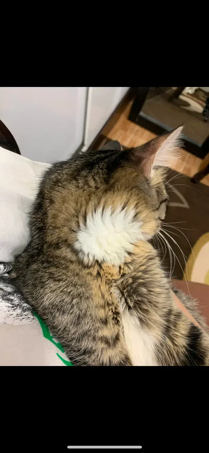 واگذاری گربه|گربه|ساری, |دیوار