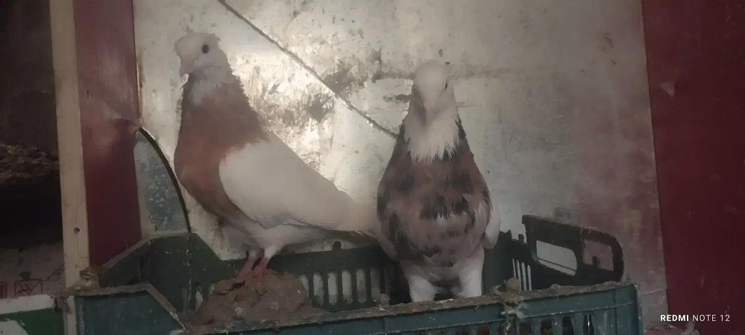 کبوتر نقش|پرنده|هریس, |دیوار